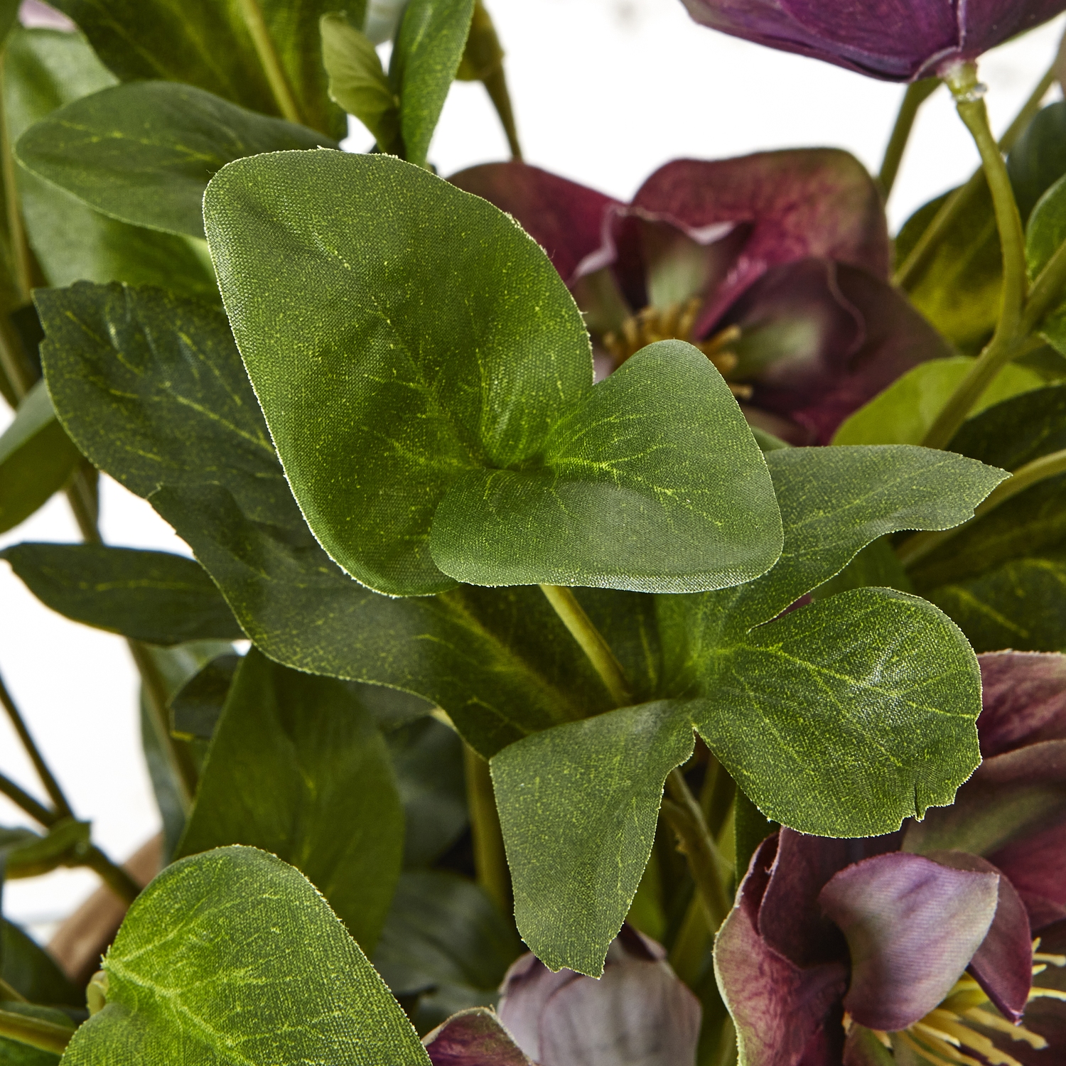 Deep Plum Hellebore Plant In Taupe Pot - Image 3