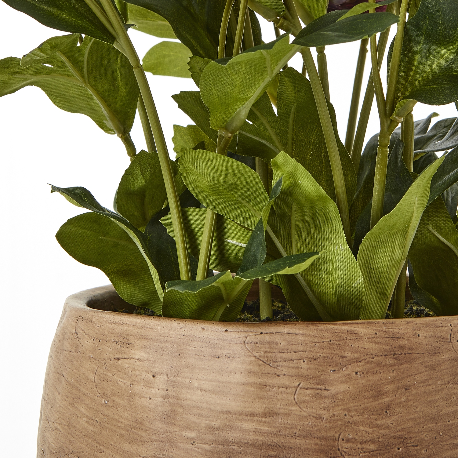 Deep Plum Hellebore Plant In Taupe Pot - Image 4