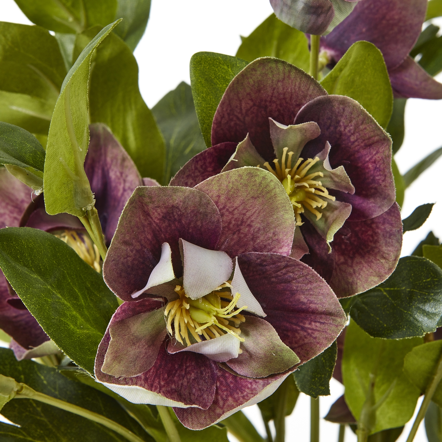 Deep Plum Hellebore Plant In Taupe Pot - Image 5