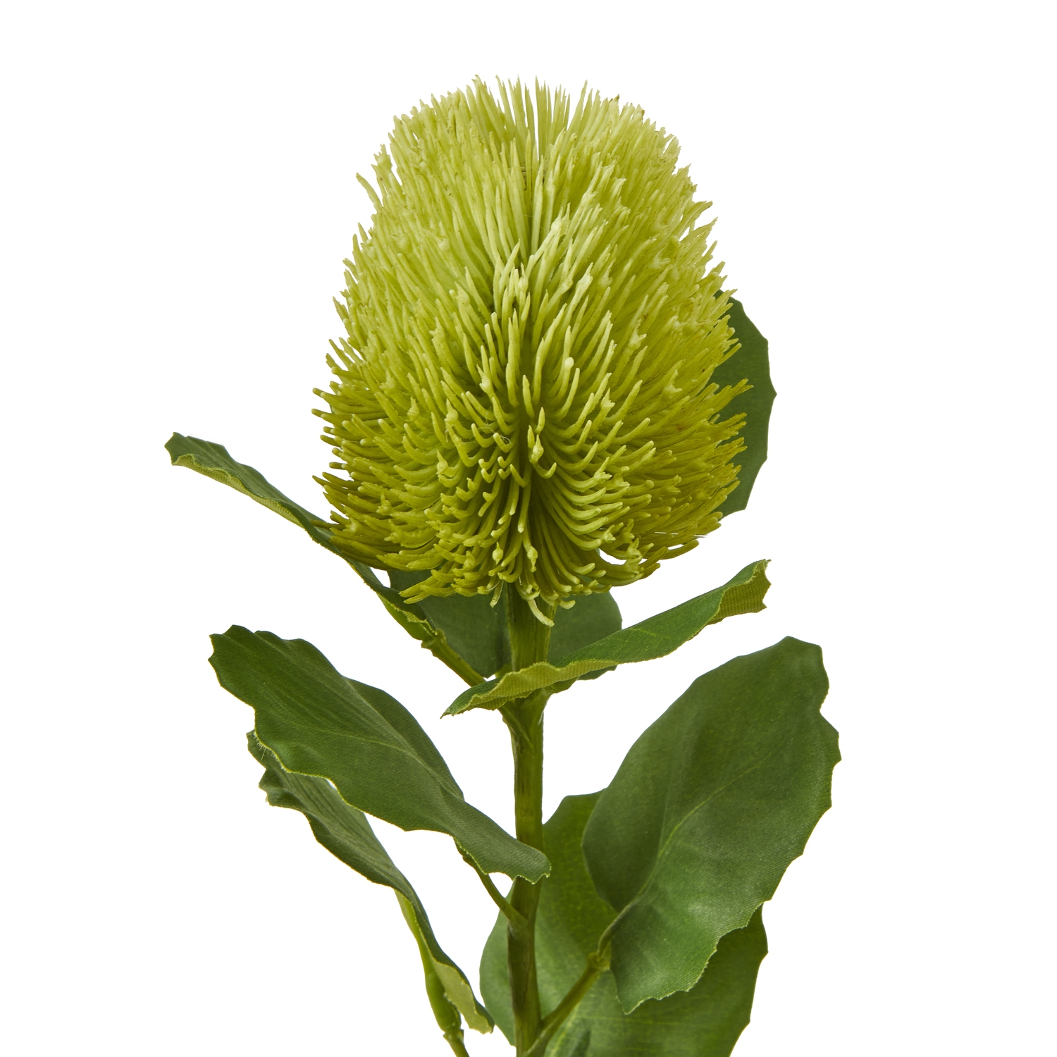 Green Banksia Stem - Image 2