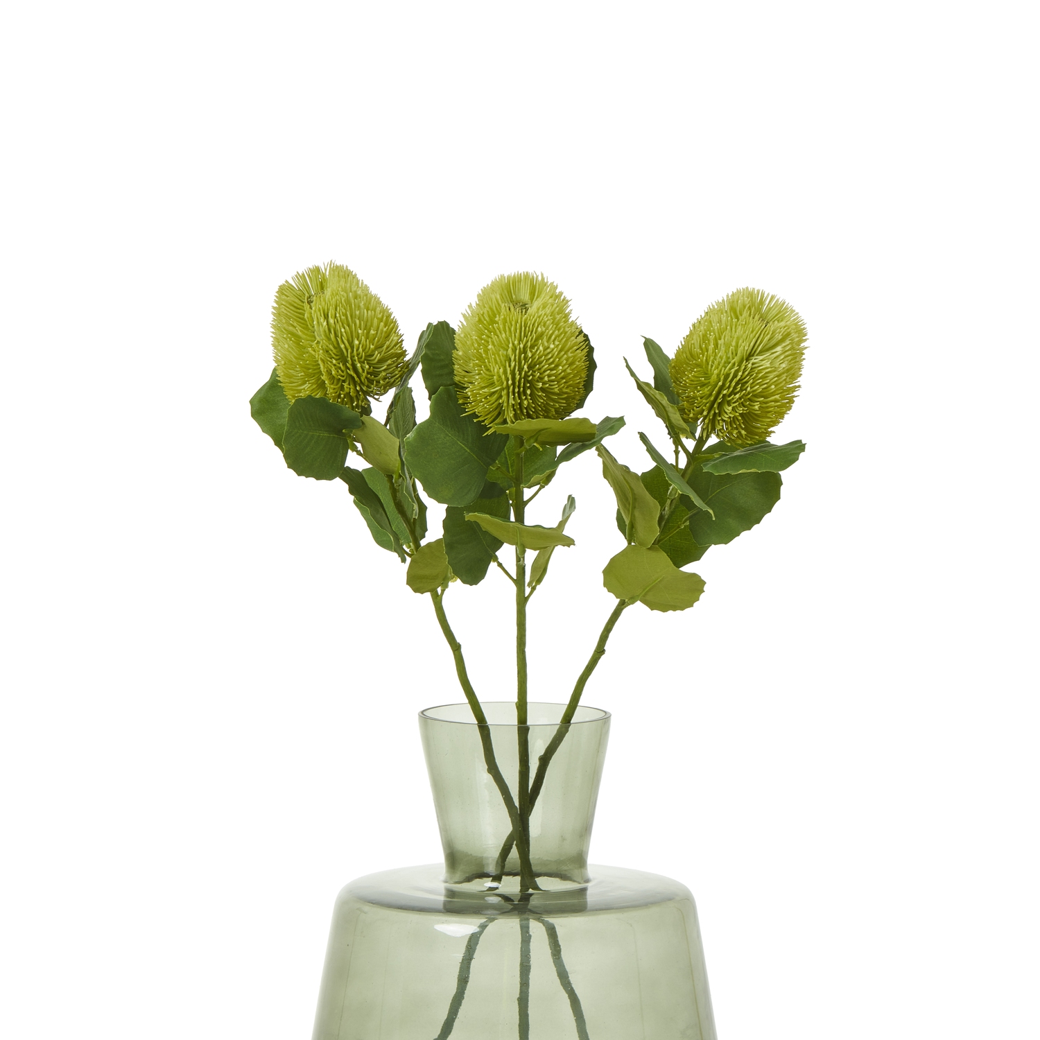 Green Banksia Stem - Image 3