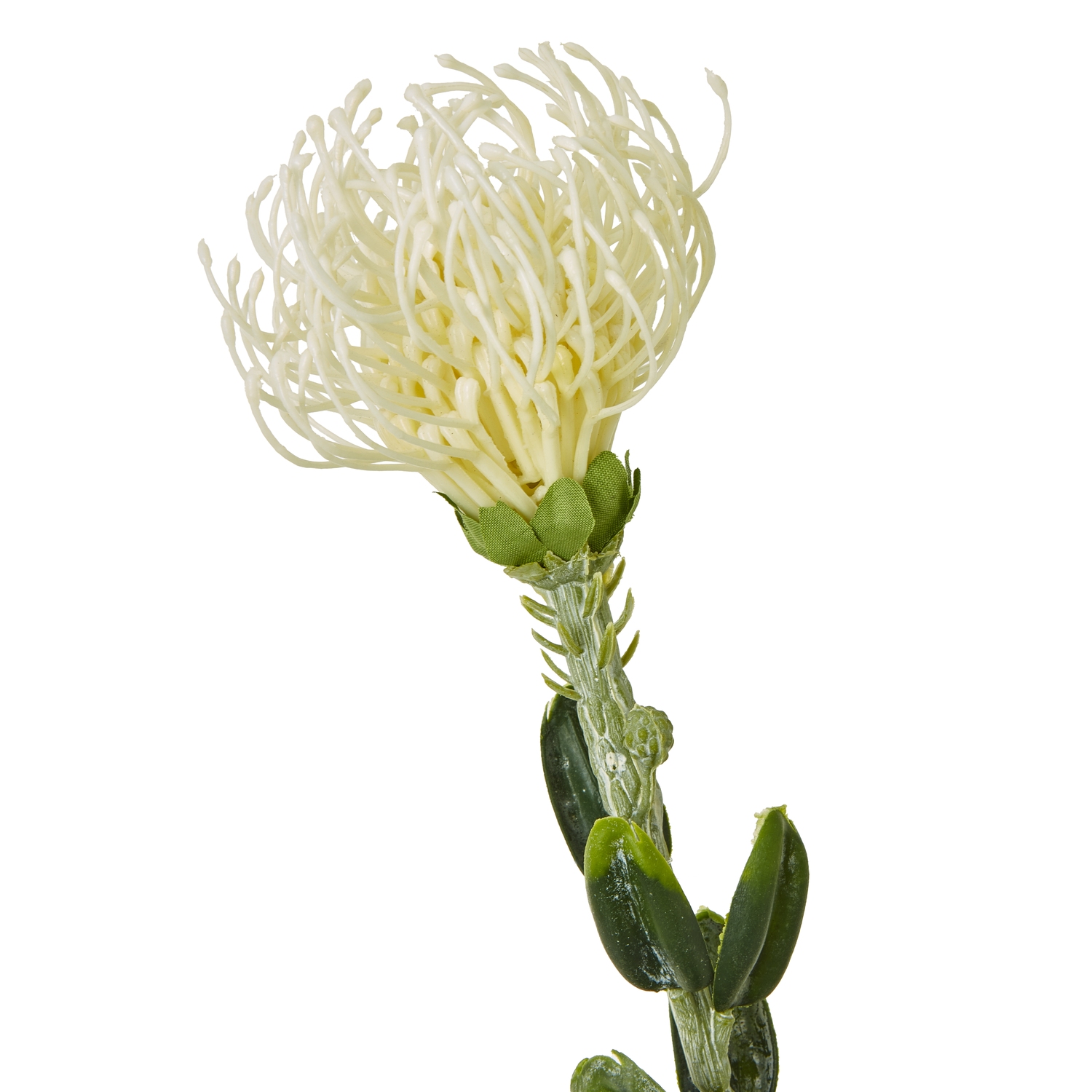 Cream Pincushion Protea Spray - Image 2