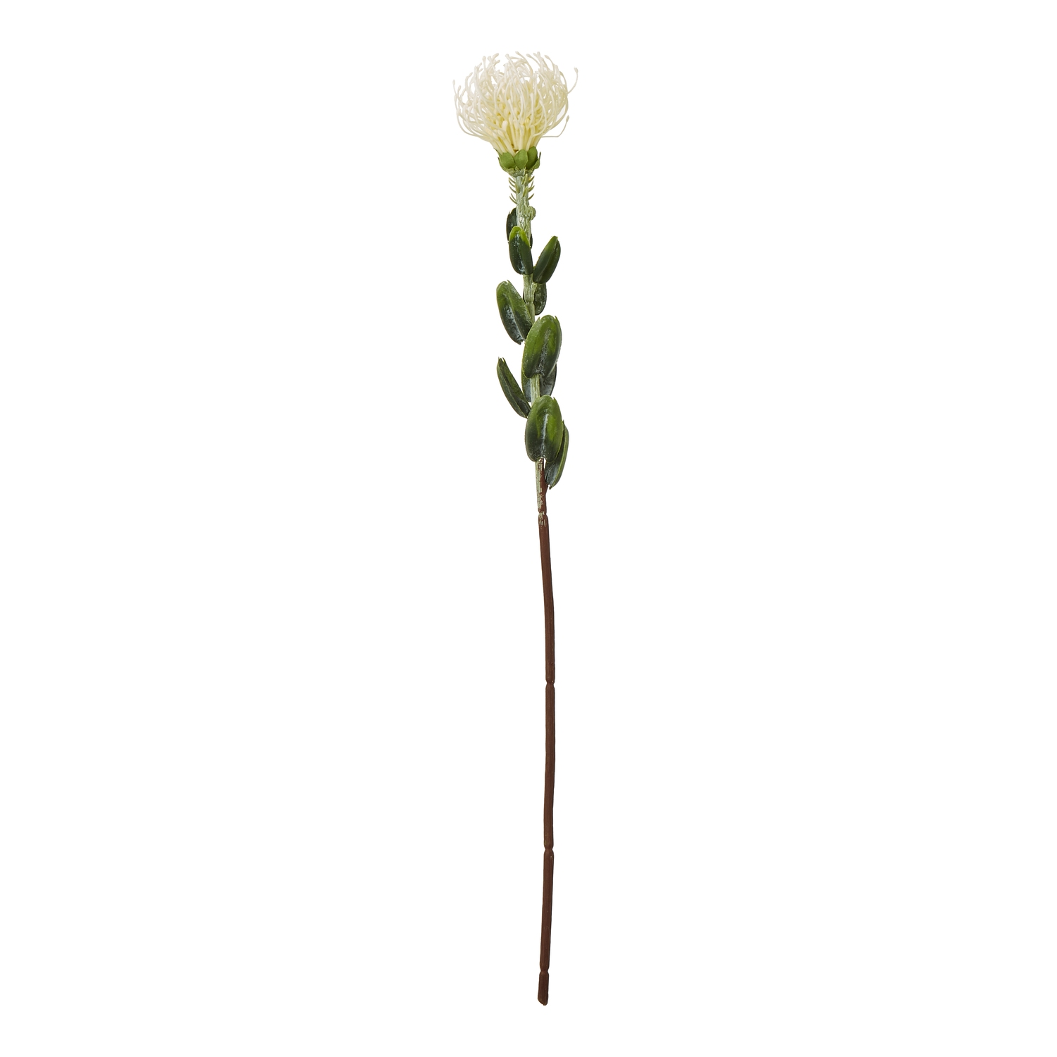 Cream Pincushion Protea Spray - Image 1
