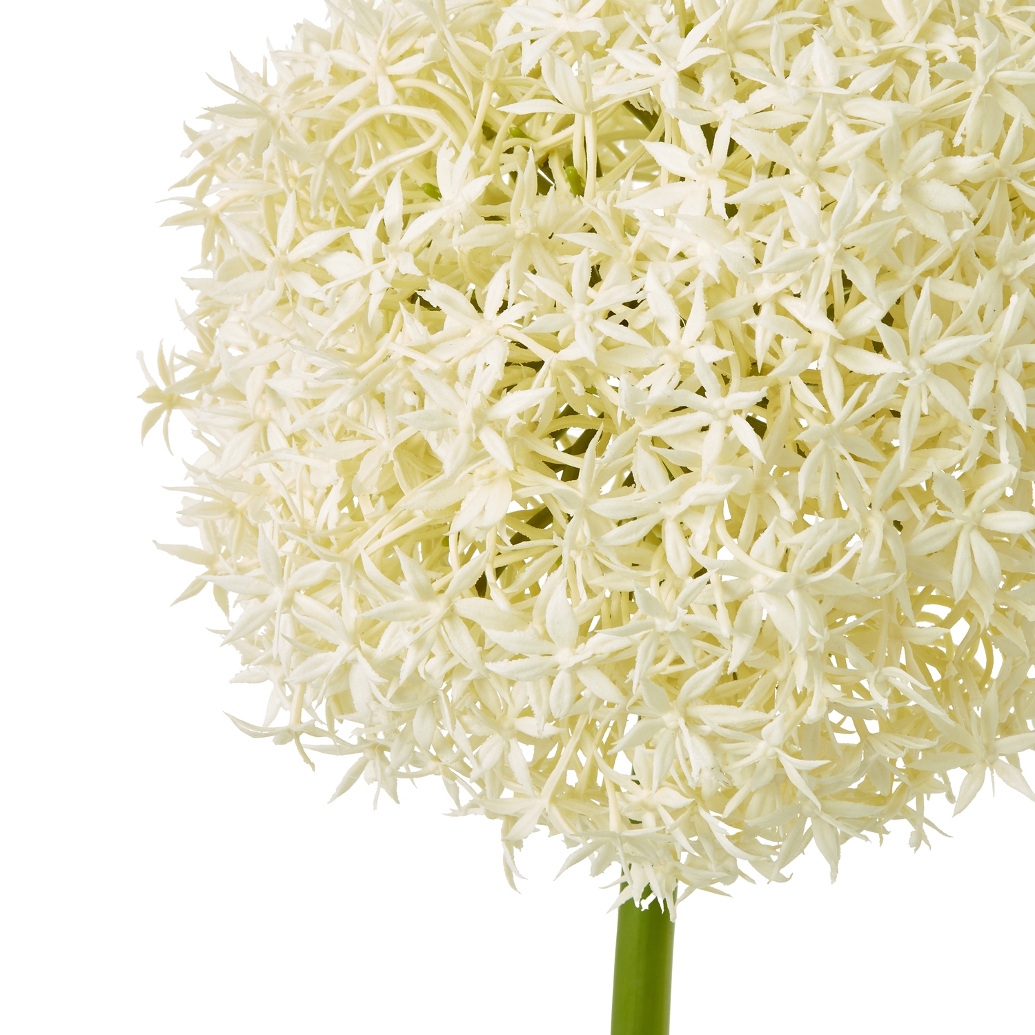 Cream Giant Allium Stem - Image 2