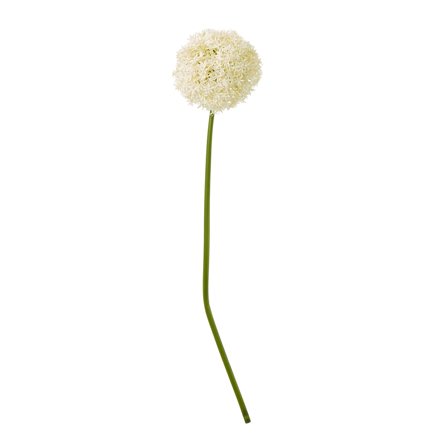 Cream Giant Allium Stem - Image 1