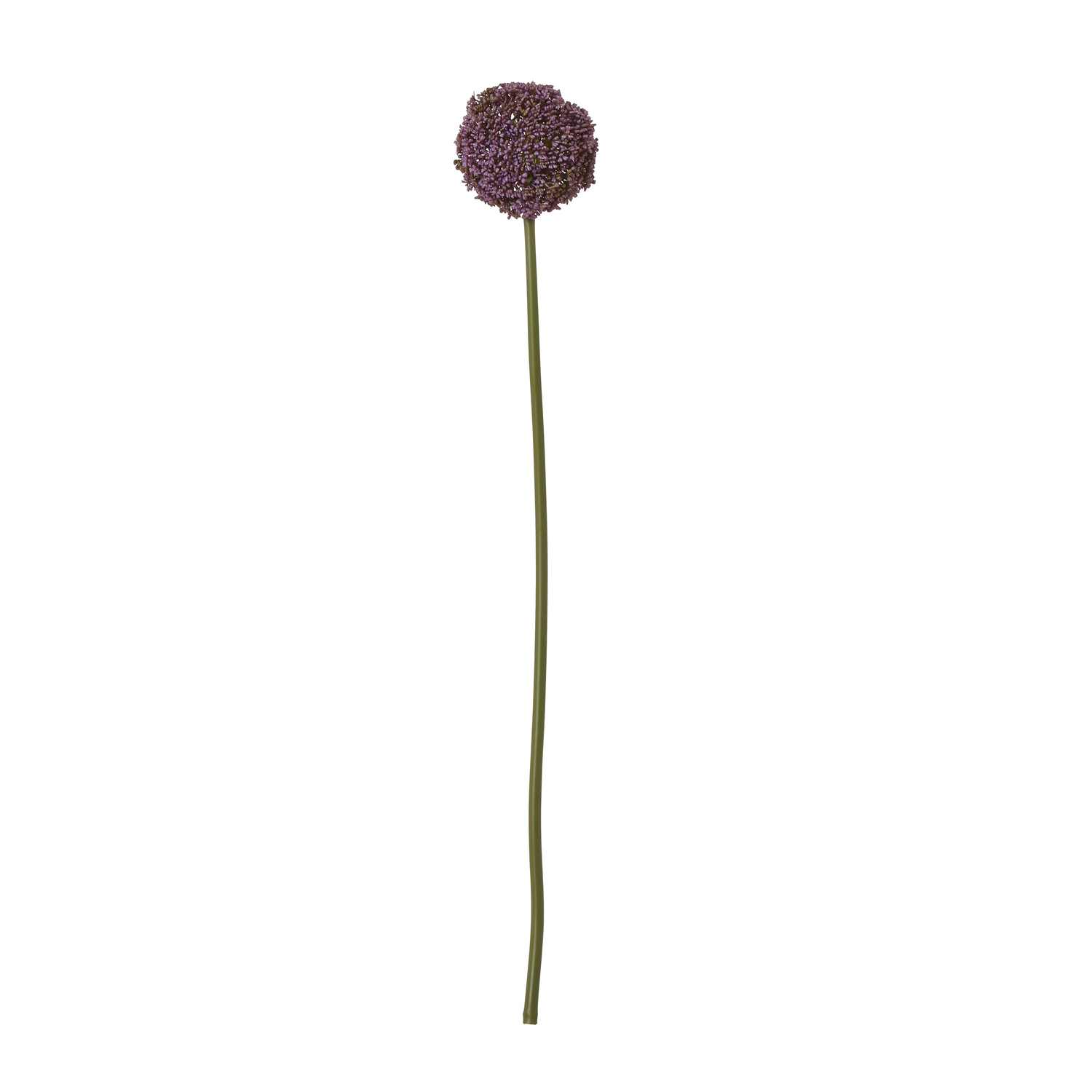Purple Allium Stem - Image 1