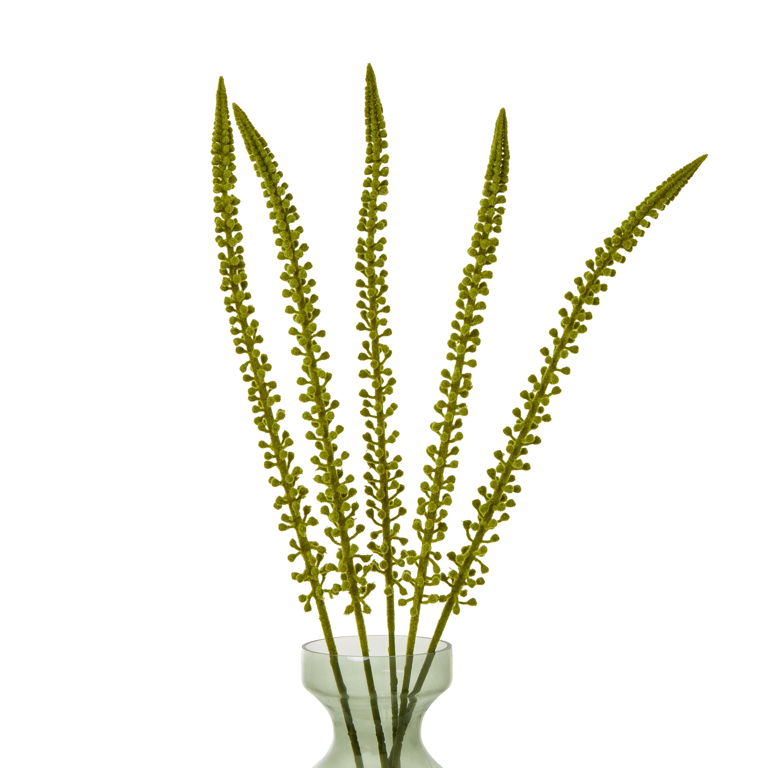 Green Eremurus Stem - Image 3