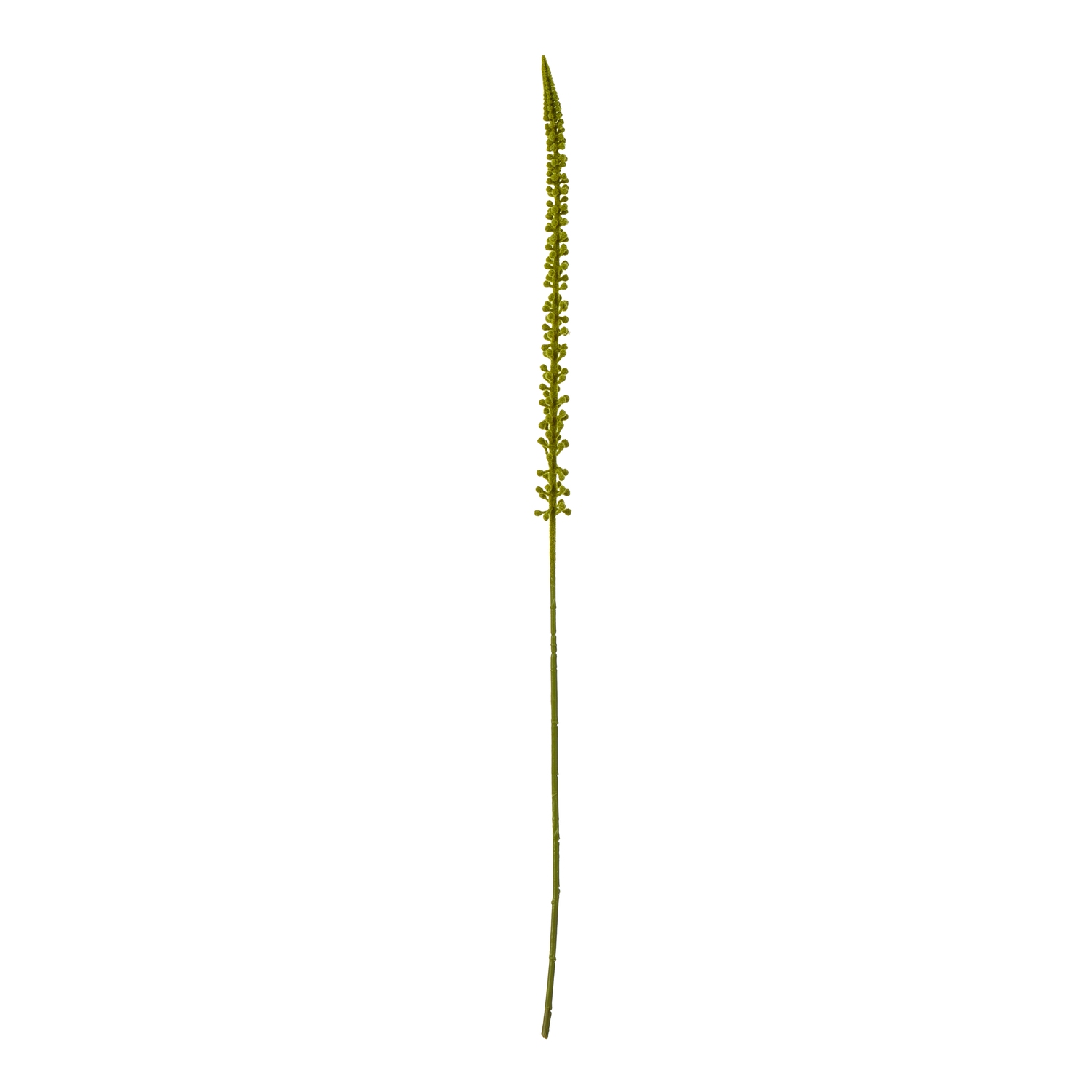 Green Eremurus Stem - Image 1