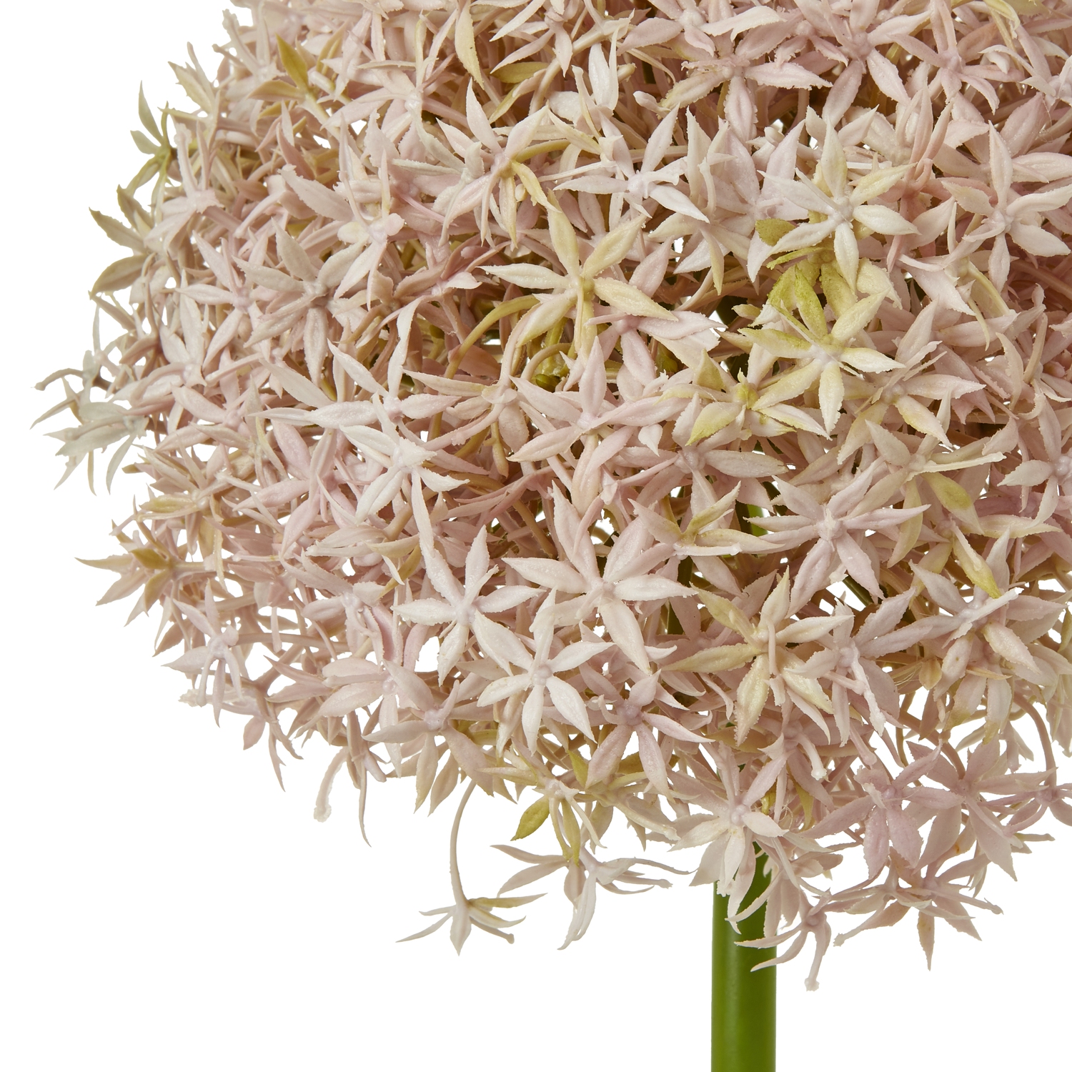 Lilac Giant Allium Stem - Image 2
