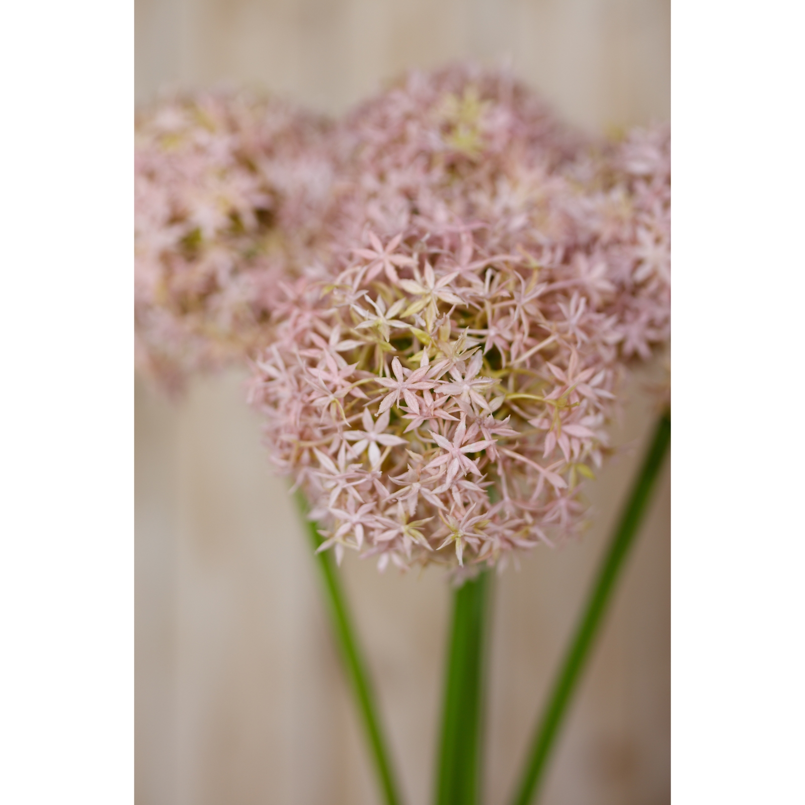Lilac Giant Allium Stem - Image 5