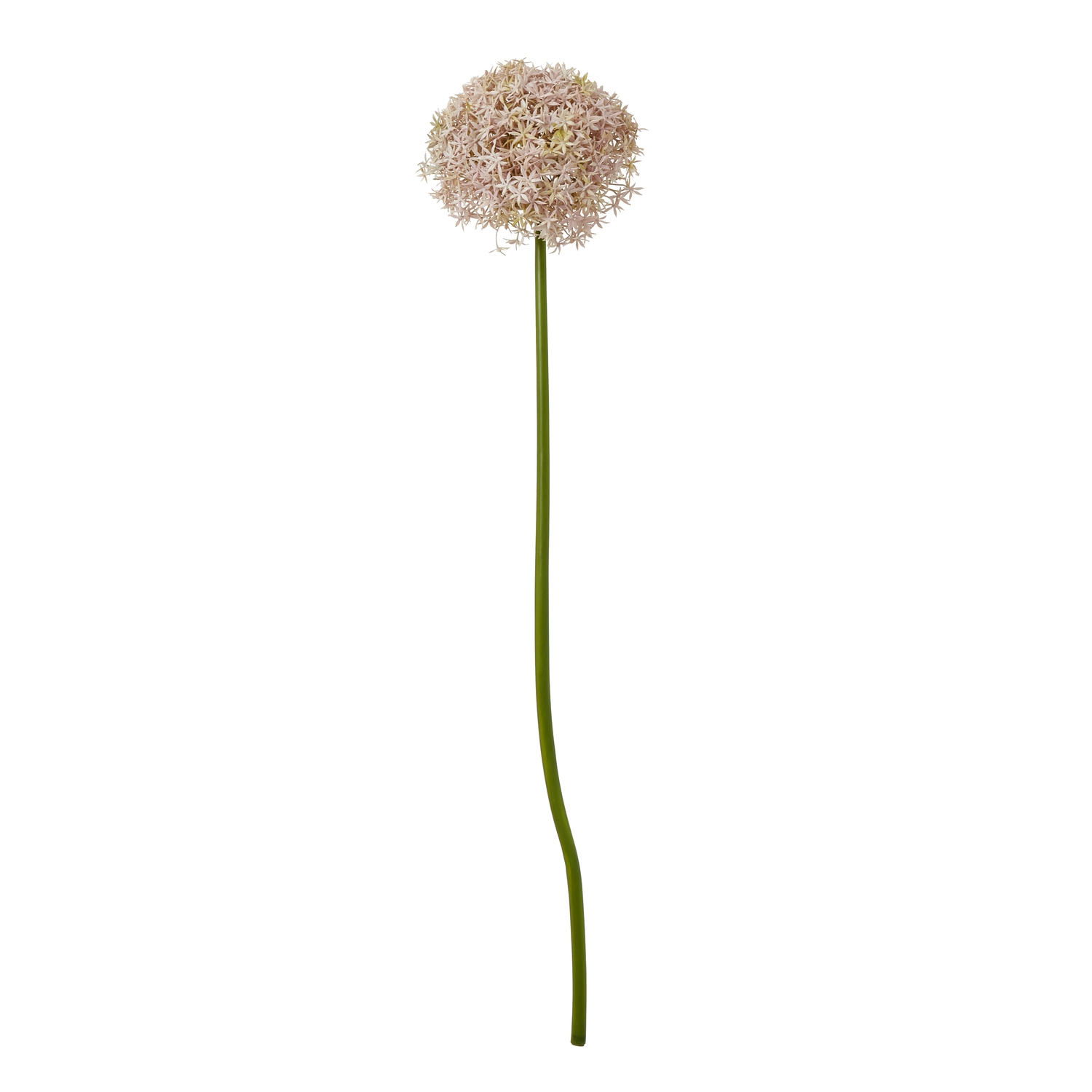 Lilac Giant Allium Stem - Image 1