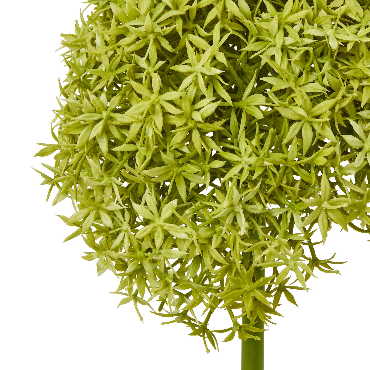 Green Giant Allium Stem - Image 2