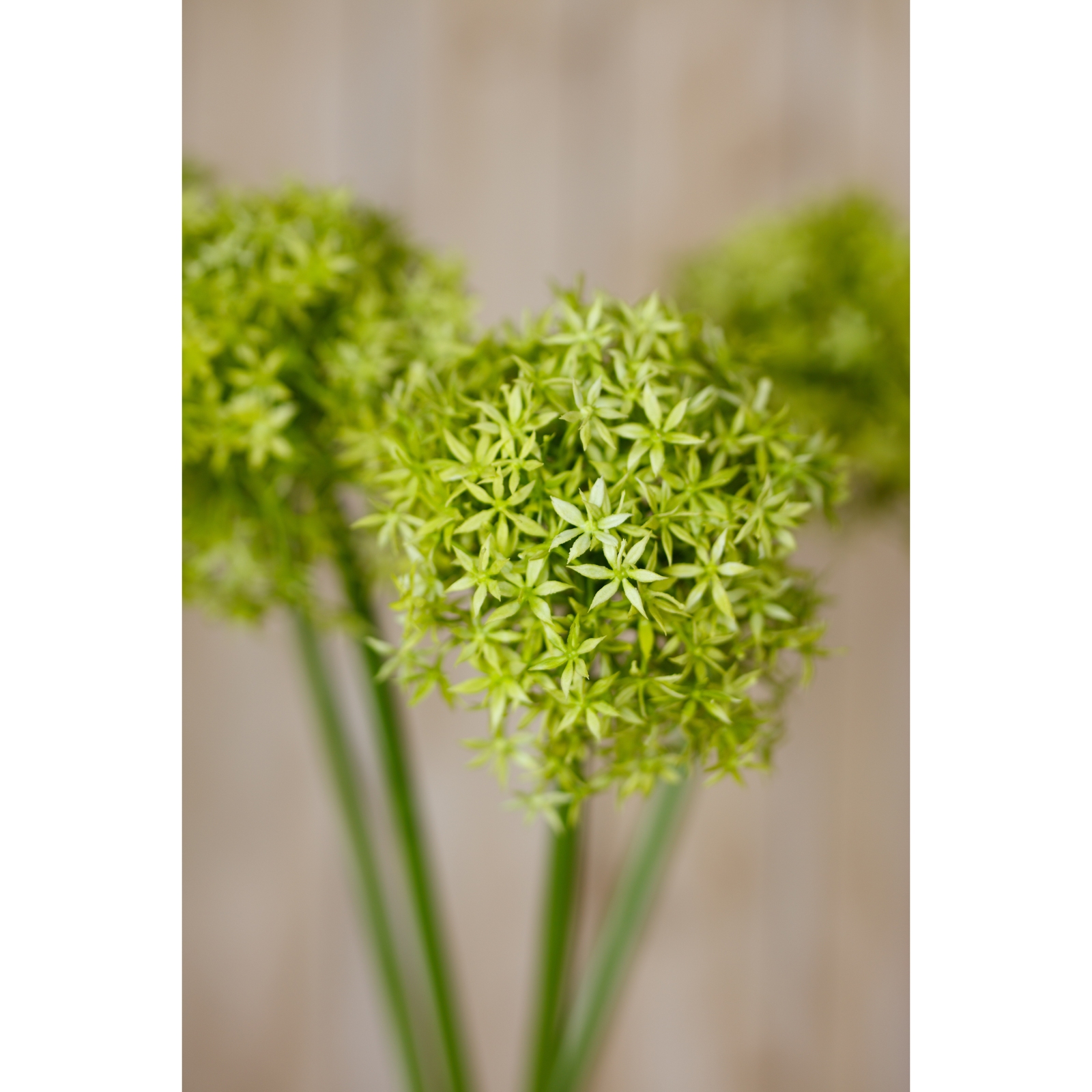 Green Giant Allium Stem - Image 5