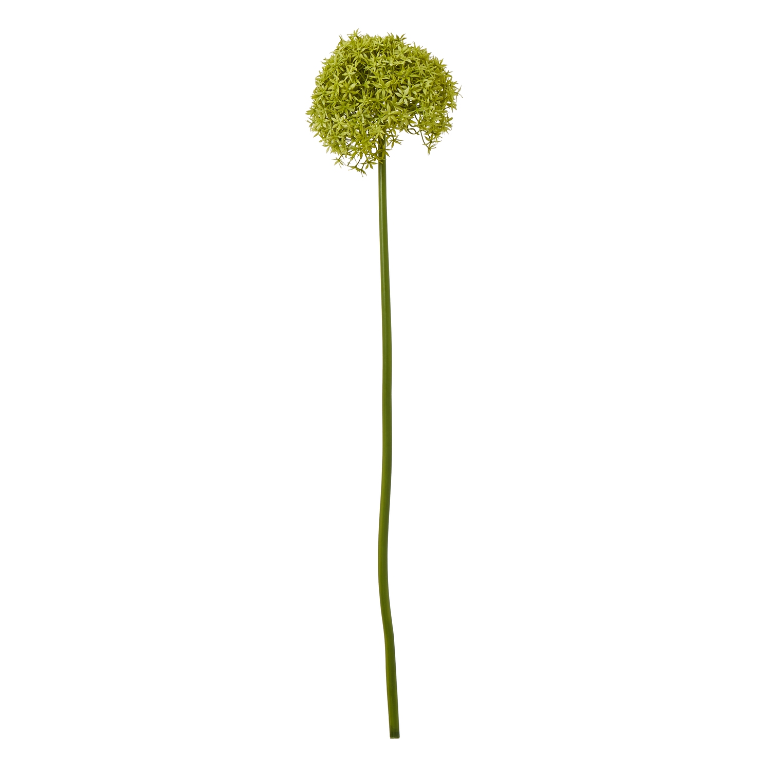 Green Giant Allium Stem - Image 1