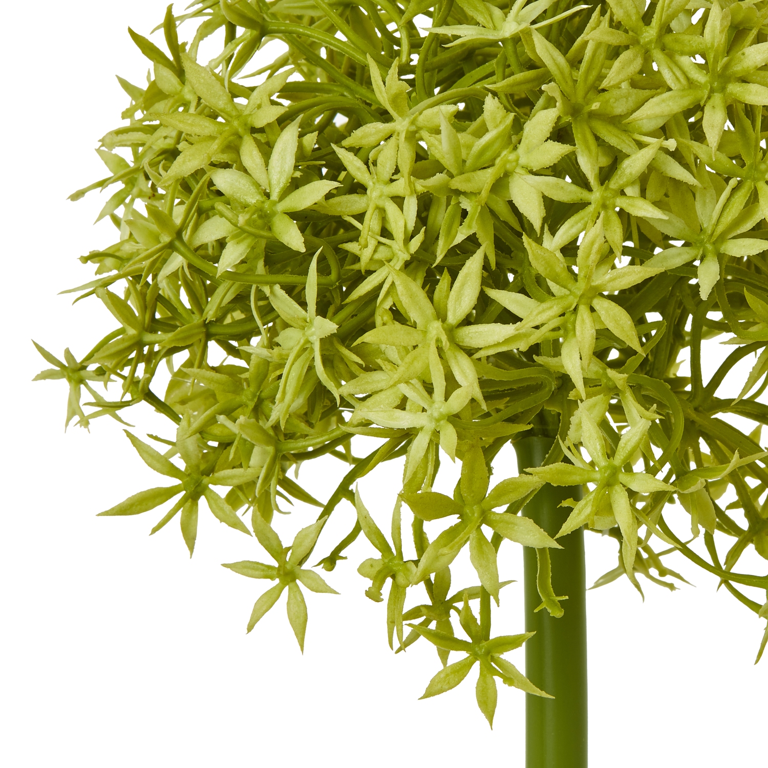 Green Medium Allium Stem - Image 2