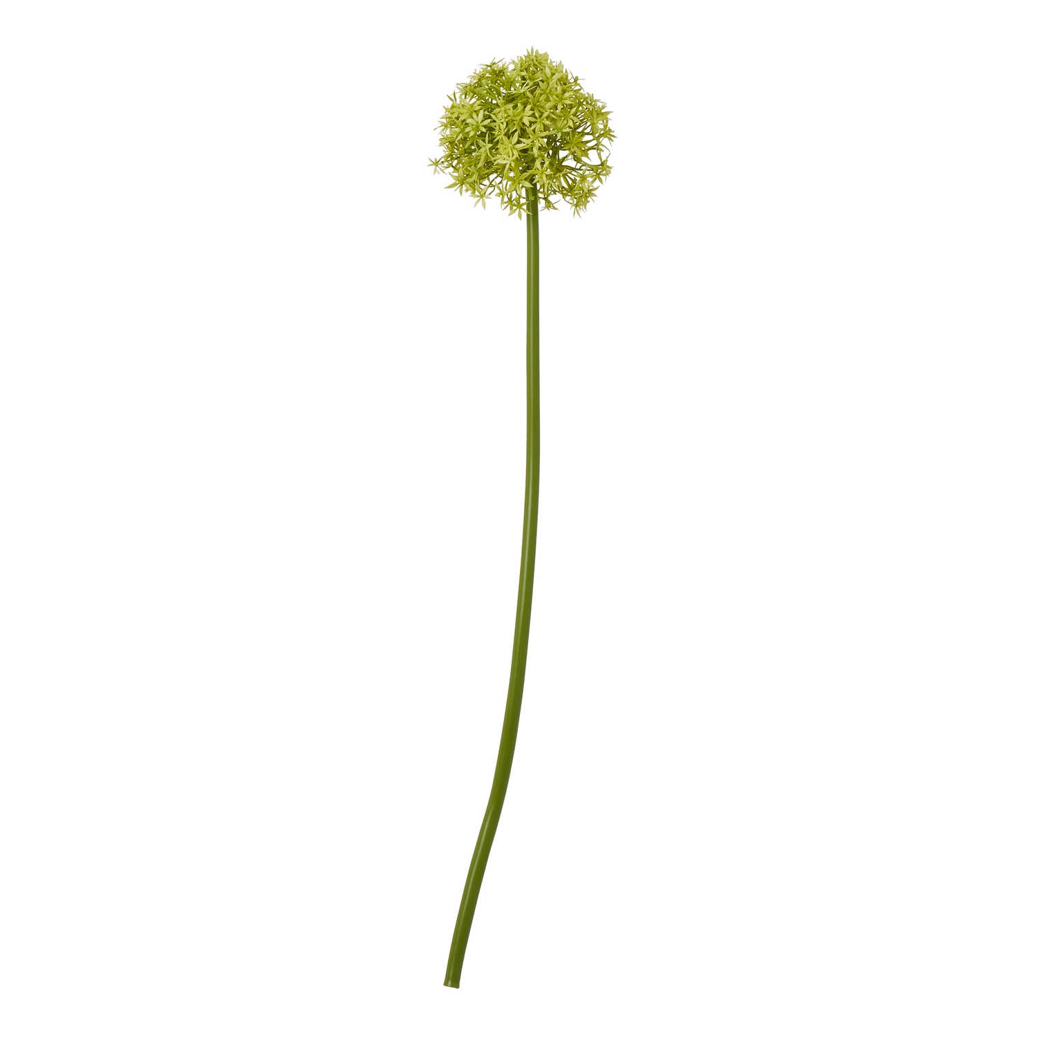 Green Medium Allium Stem - Image 1