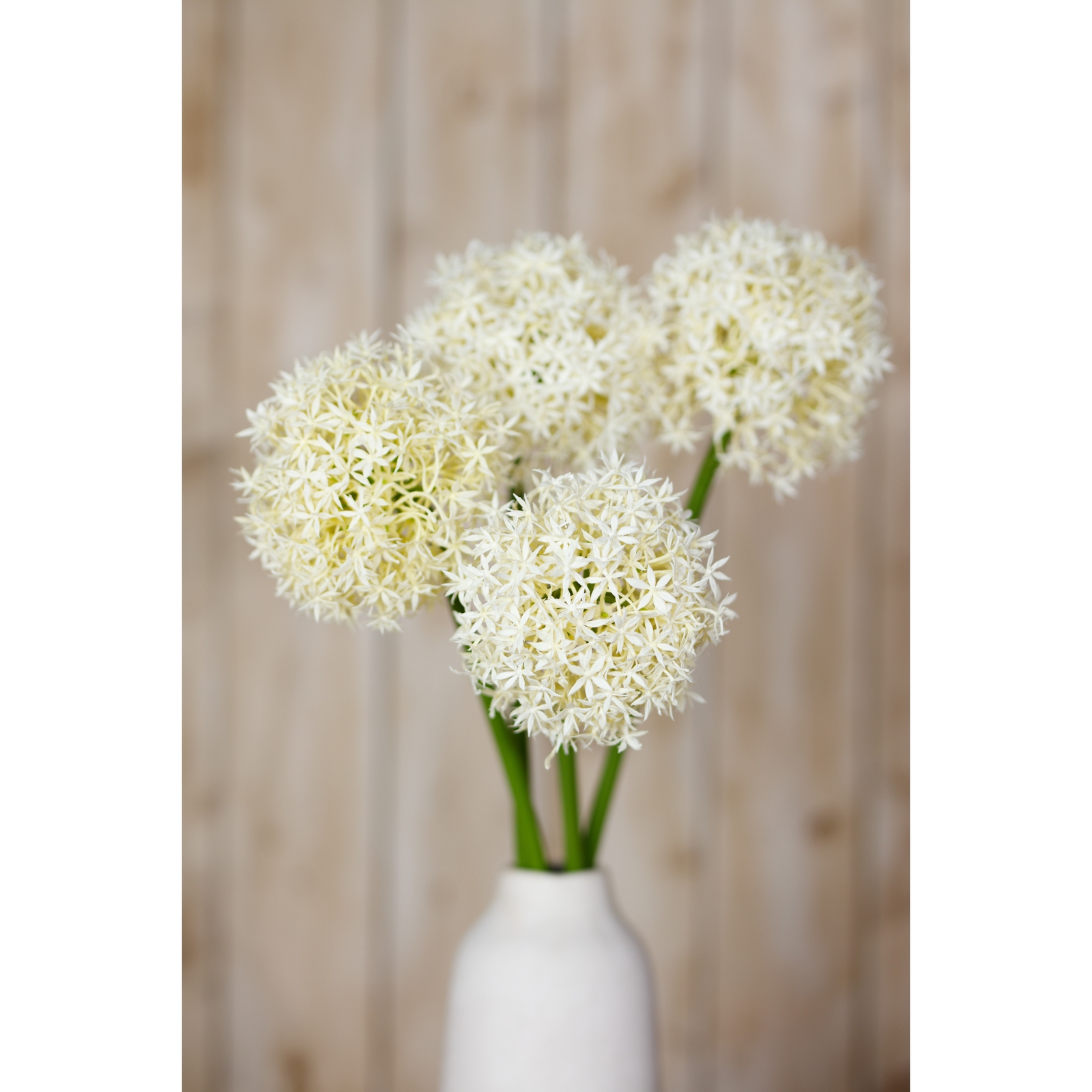 Cream Medium Allium Stem - Image 5