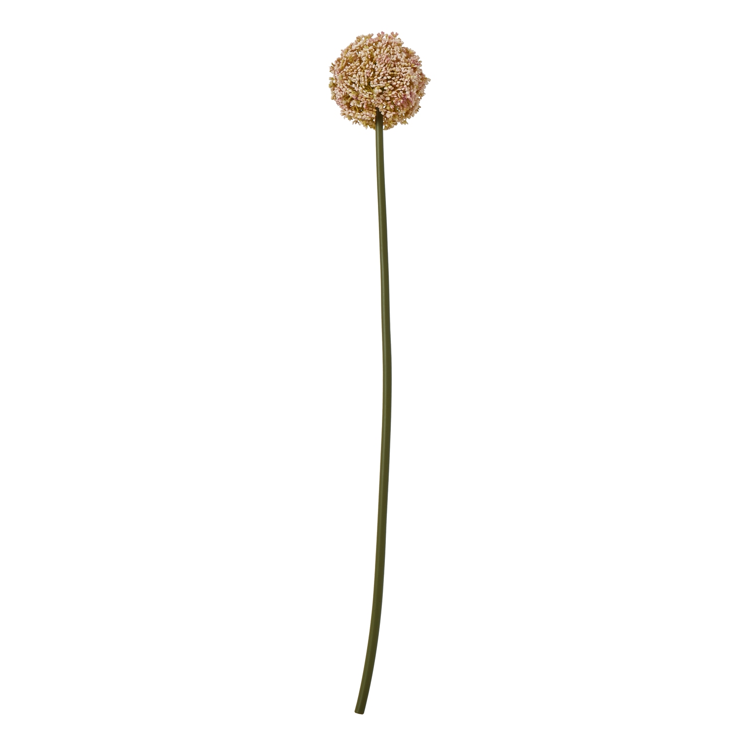 Pink Allium Stem - Image 1
