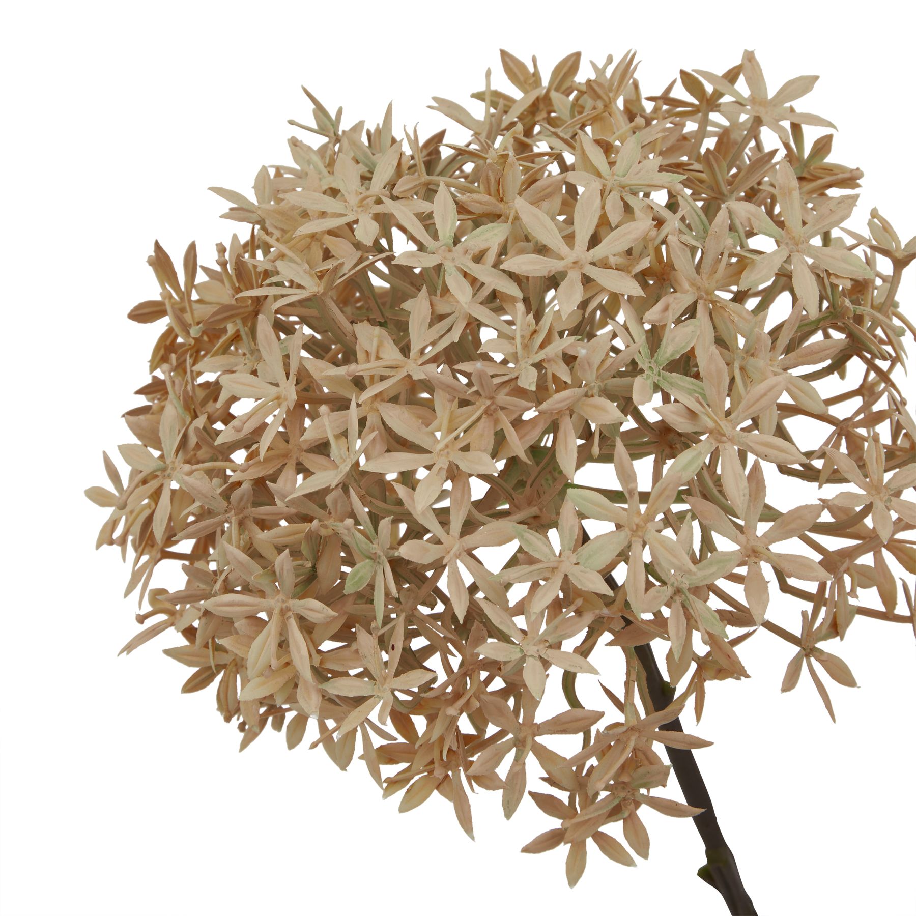 Coffee Allium - Image 2