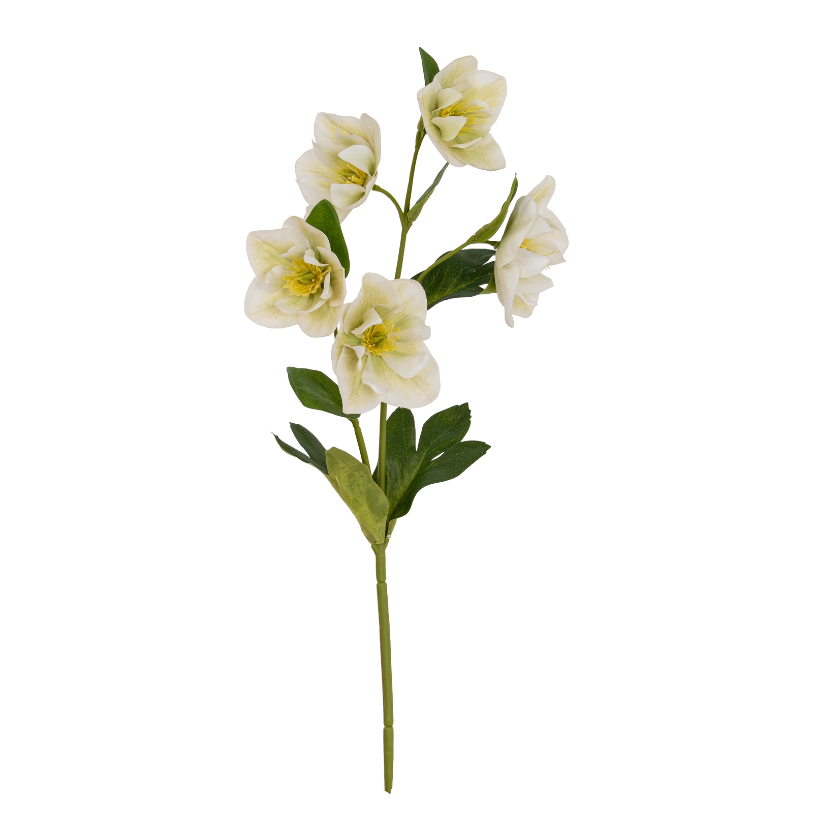 White Hellebore Stem - Image 2