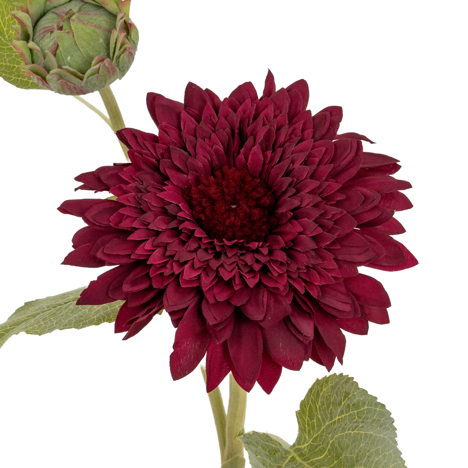 Dahlia Burgundy Raven Stem - Image 5