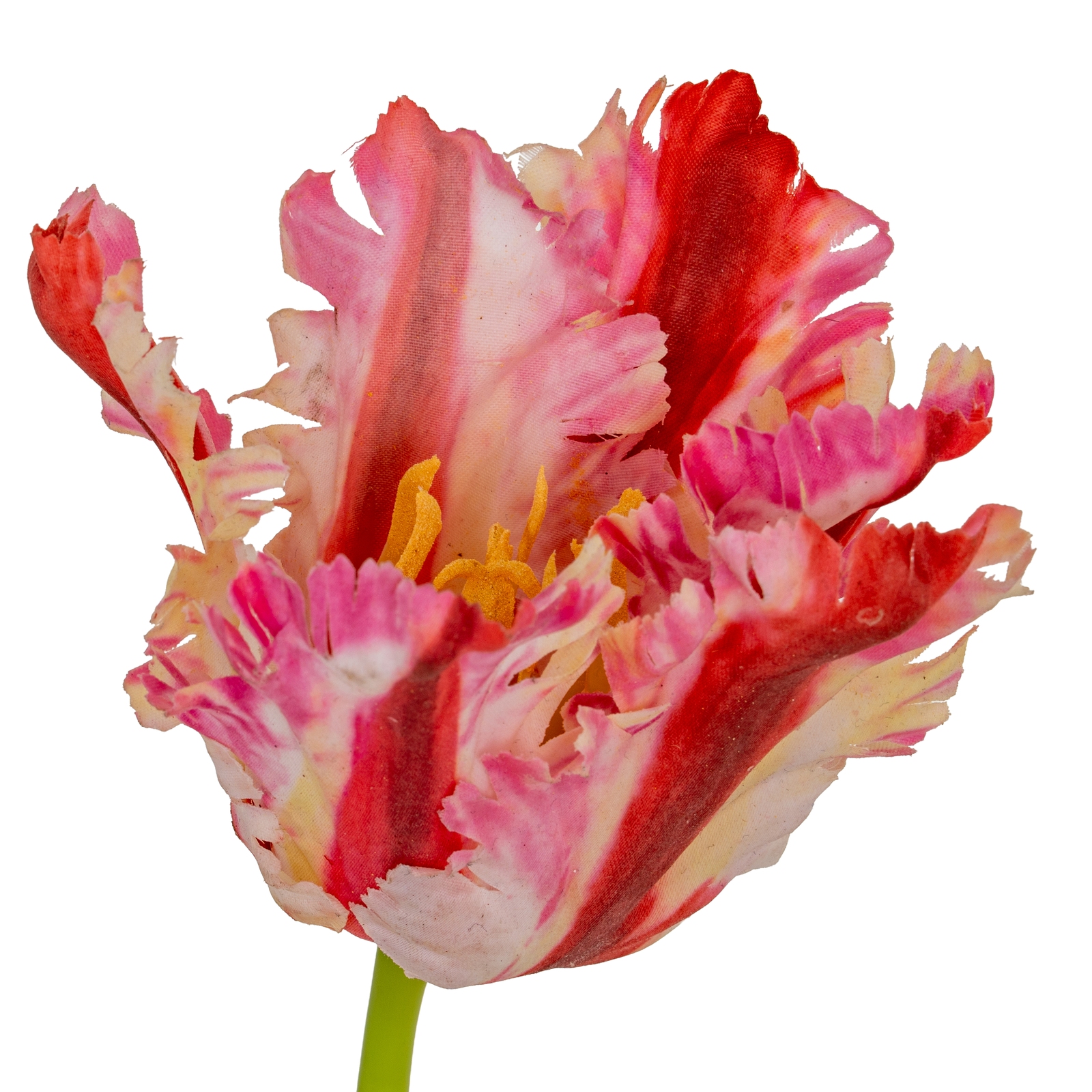 Multi Pink Parrot Tulip - Image 3