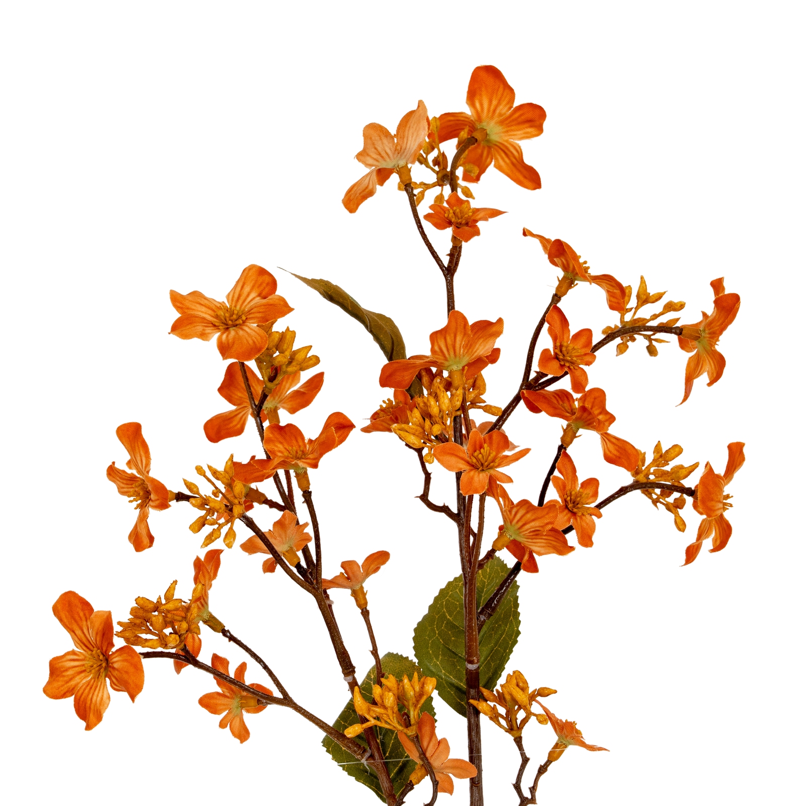 Orange Vernicia Fordii Spray - Image 1