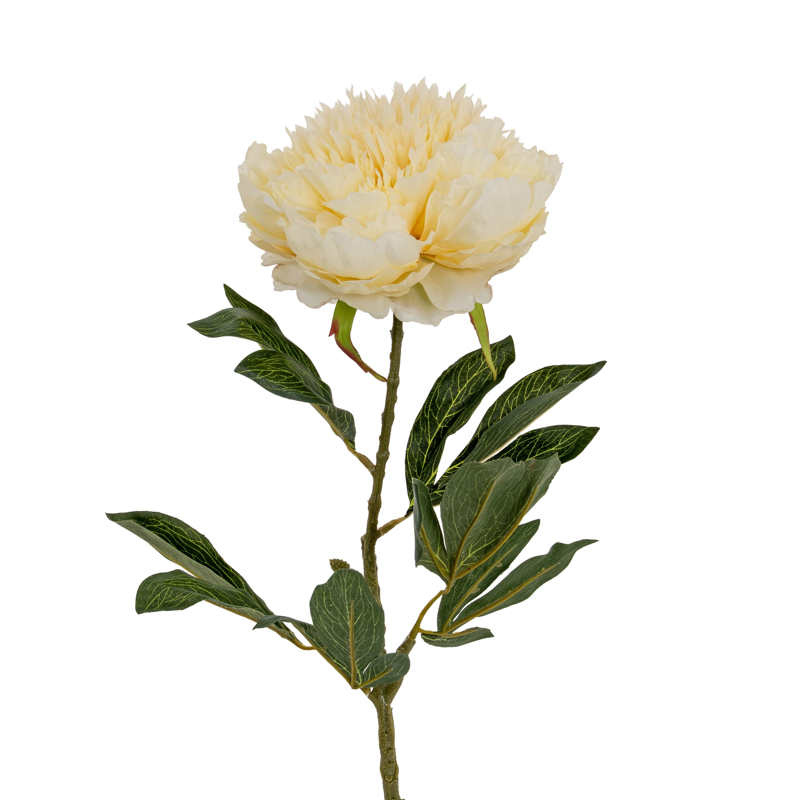 Large Buttermilk Double Peony Stem - Image 1