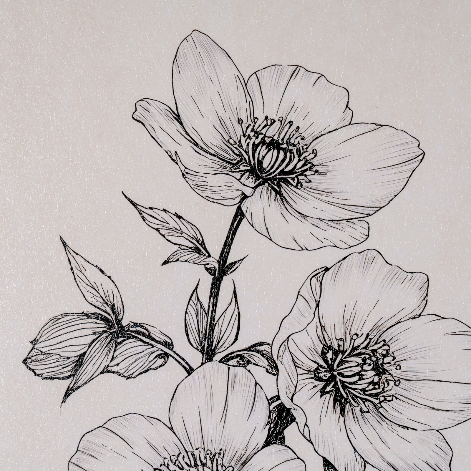 Sketchbook Hellebore in Frame - Image 4