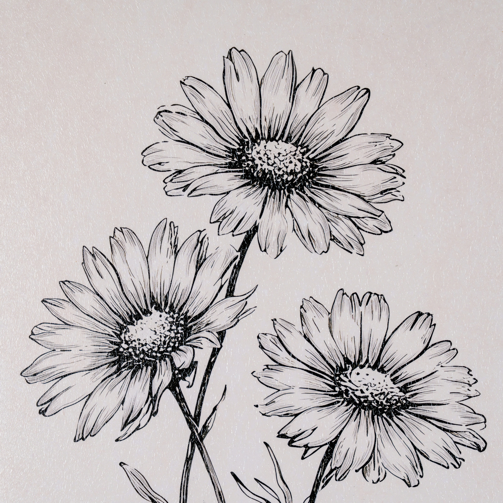 Sketchbook Daisies in Frame - Image 4