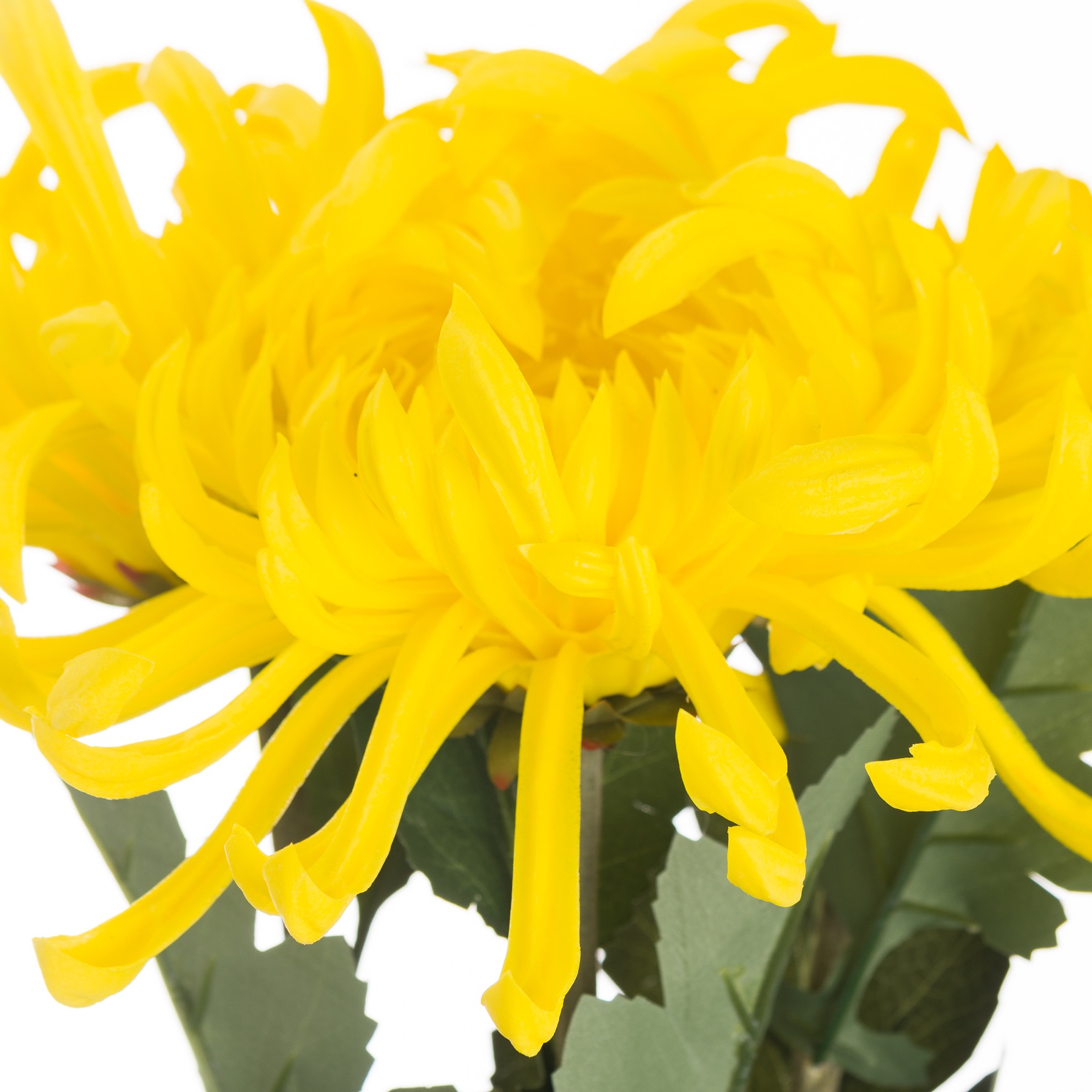 Spider Chrysanthemum Yellow Wholesale by Hill Interiors