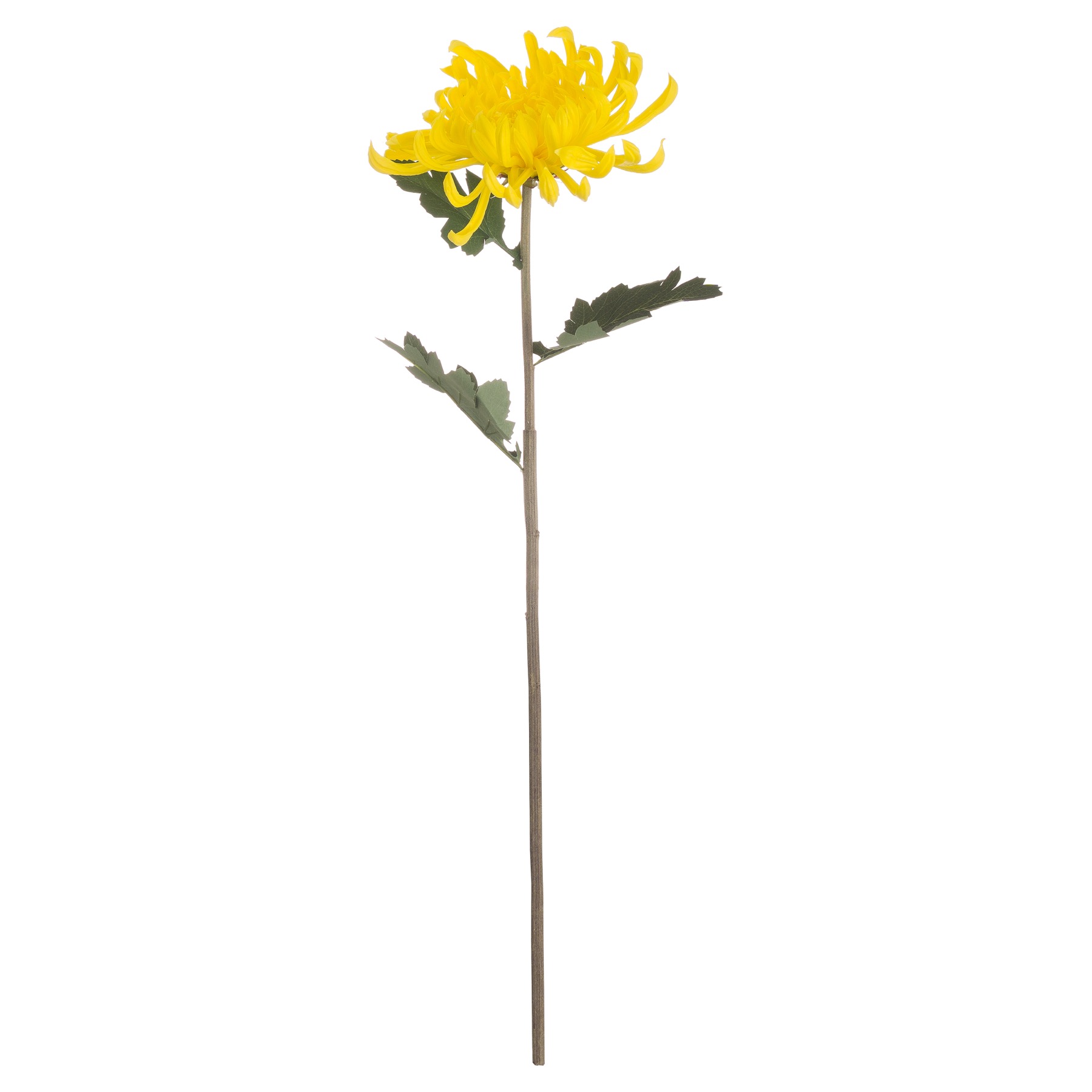 Spider Chrysanthemum Yellow - Image 3