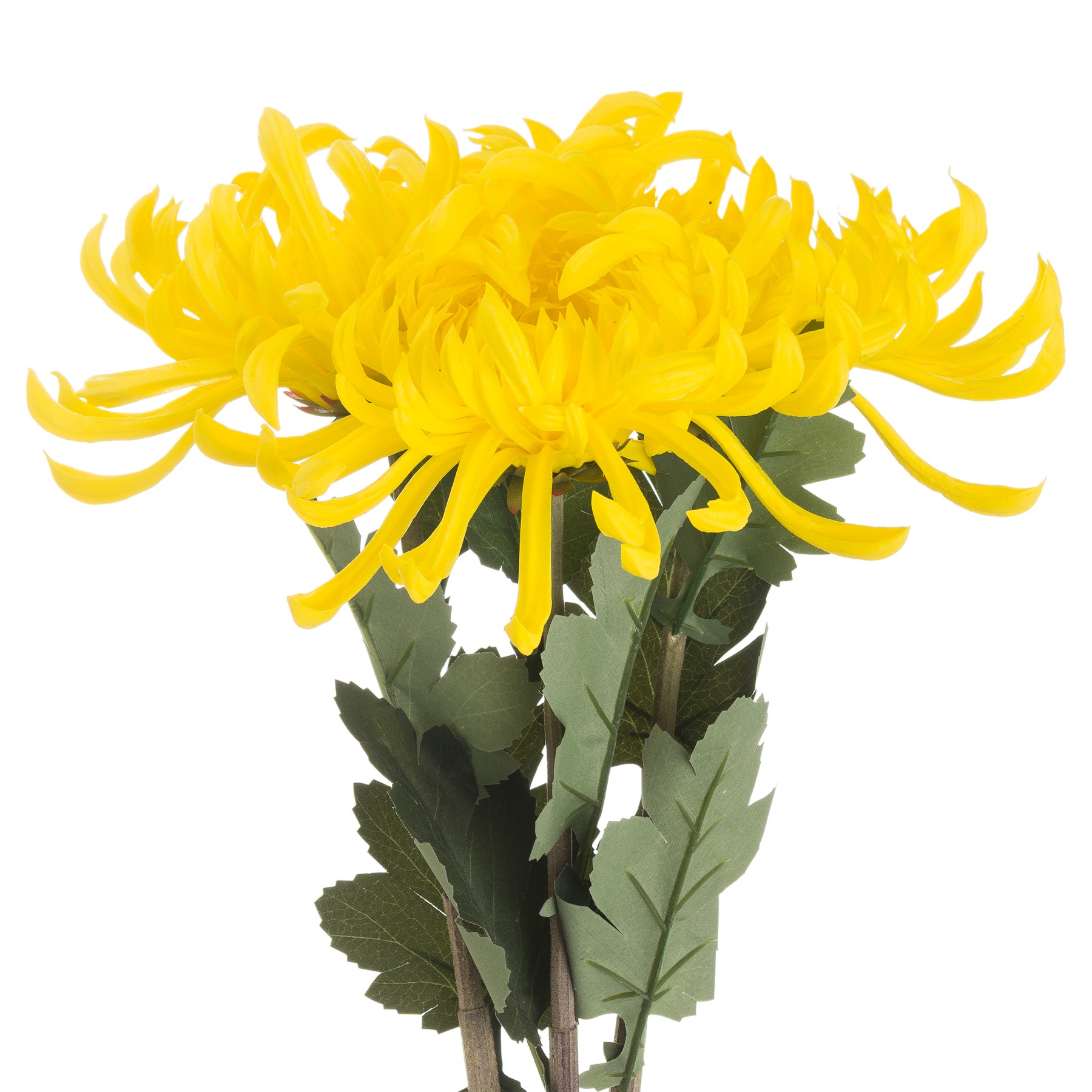 Spider Chrysanthemum Yellow - Image 1