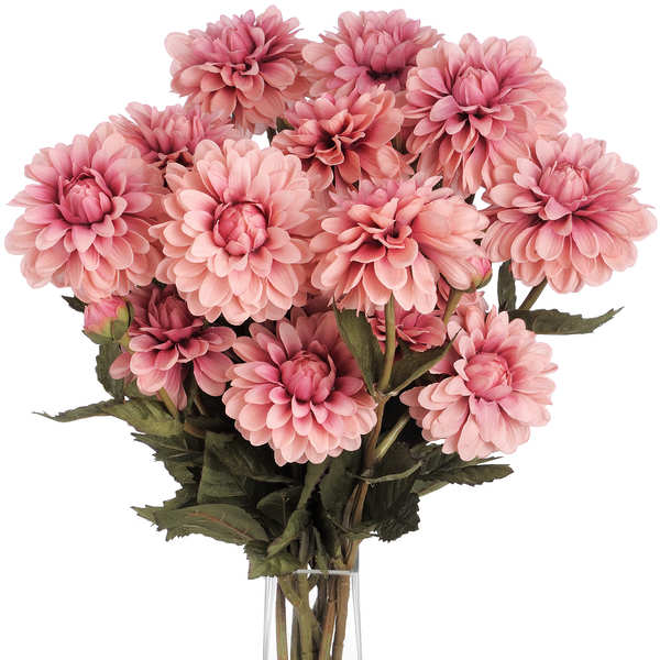 dark pink chrysanthemum from