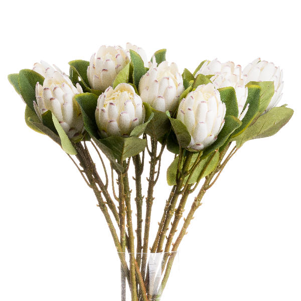 Closed White Protea