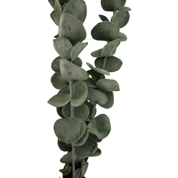 Silver Dollar Eucalyptus