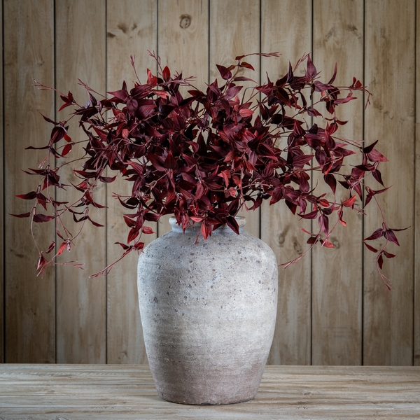 Ornamental Burgundy Leaf