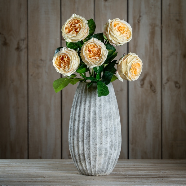 The Natural Garden Collection Palest Blush Charity Rose