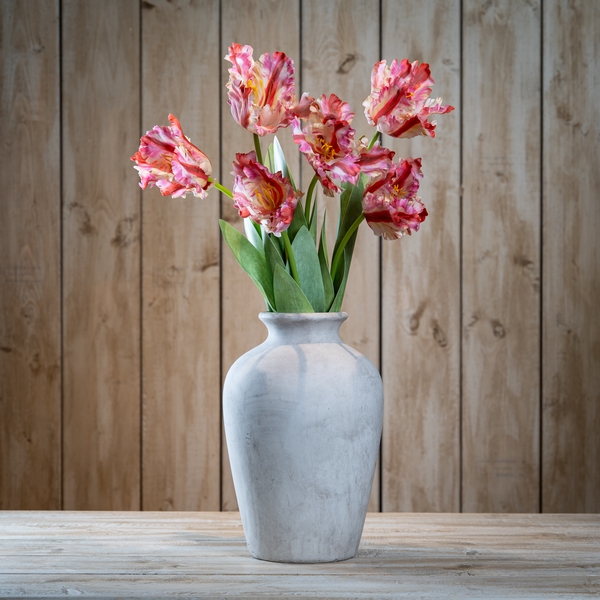 Multi Pink Parrot Tulip