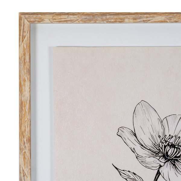 Sketchbook Hellebore in Frame