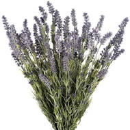 Large Lavender Bush - Thumb 4