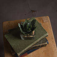Miniature Aloe Vera in Glass Pot - Thumb 2