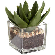 Miniature Aloe Vera in Glass Pot - Thumb 4