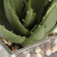 Miniature Aloe Vera in Glass Pot - Thumb 5