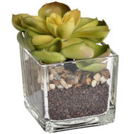Miniature Succulent in Glass Pot - Thumb 4