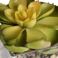 Miniature Succulent in Glass Pot - Thumb 5