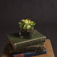 Miniature Succulent in Glass Pot - Thumb 1