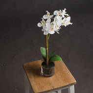 Harmony White Potted Orchid - Thumb 2