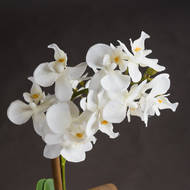Harmony White Potted Orchid - Thumb 3