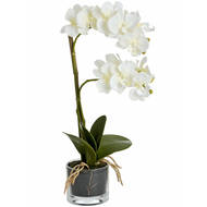 Harmony White Potted Orchid - Thumb 4
